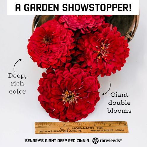 baker creek zinn red.jpg